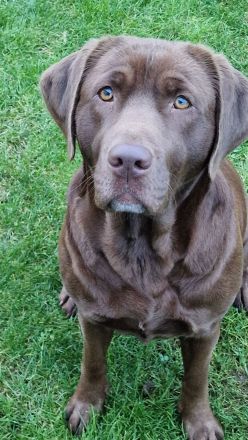 Wunderschöne Labradorwelpen suchen ein Zuhause