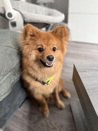 Japanischer Zwergspitz