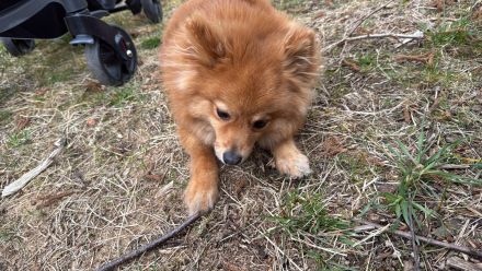 Japanischer Zwergspitz