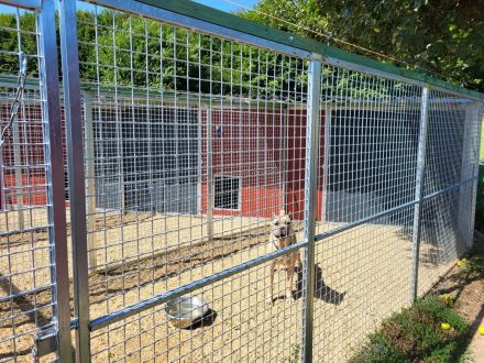 Hundepension Wilhelmswalze - Urlaub für Deinen Hund