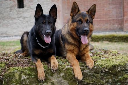 Hundepension Wilhelmswalze - Urlaub für Deinen Hund