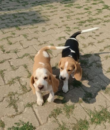 Beaglewelpen reinrassig mit Papieren