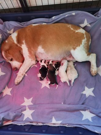 Beaglewelpen reinrassig mit Papieren