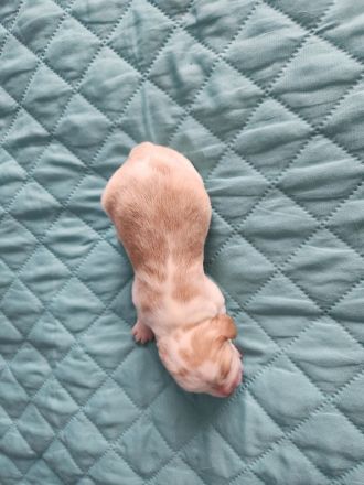 Beaglewelpen mit Papieren