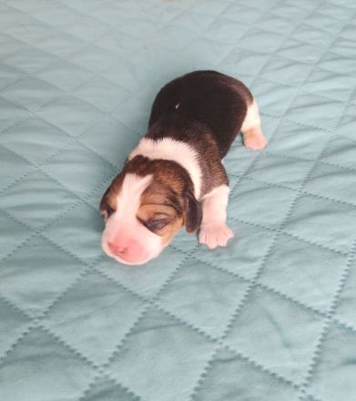 Beaglewelpen mit Papieren