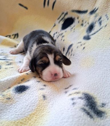 Beaglewelpen reinrassig mit Papieren