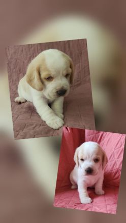 Beaglewelpen reinrassig mit Papieren