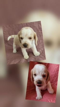 Beaglewelpen reinrassig mit Papieren