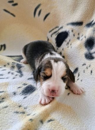 Beaglewelpen reinrassig mit Papieren