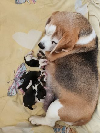 Beaglewelpen reinrassig mit Papieren