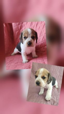 Beaglewelpen reinrassig mit Papieren