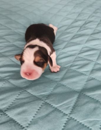 Beaglewelpen mit Papieren