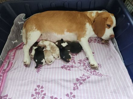 Beaglewelpen mit Papieren