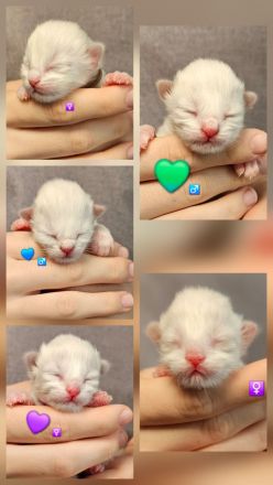 Aktueller Ragdoll Wurf & Ausblick unserer Zucht