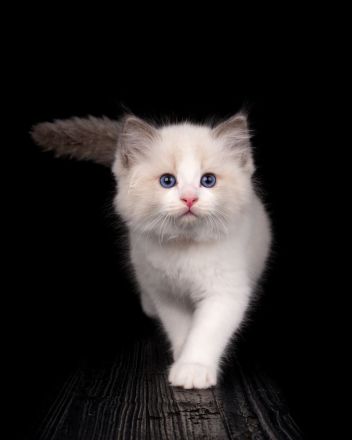 Aktueller Ragdoll Wurf & Ausblick unserer Zucht