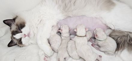 Aktueller Ragdoll Wurf & Ausblick unserer Zucht