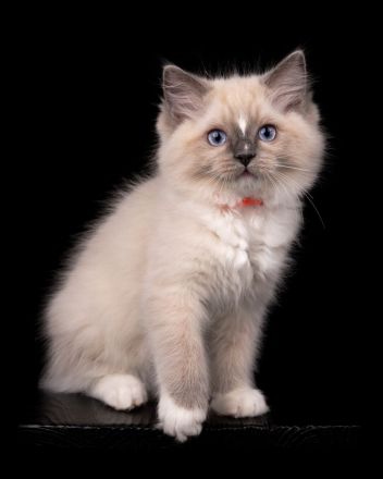 Aktueller Ragdoll Wurf & Ausblick unserer Zucht