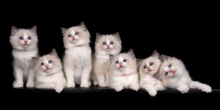 Aktueller Ragdoll Wurf & Ausblick unserer Zucht