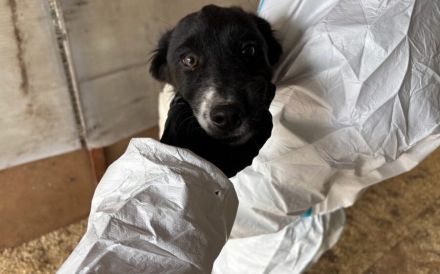 Freundlicher und verspielter Welpe Silvester sucht ein Zuhause