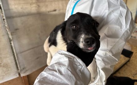 Freundlicher und verspielter Welpe Silvester sucht ein Zuhause