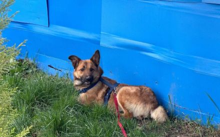 Wunderschöne Hündin Duna sucht ein liebevolles Zuhause