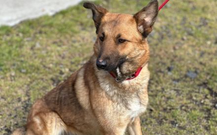 Wunderschöne Hündin Duna sucht ein liebevolles Zuhause