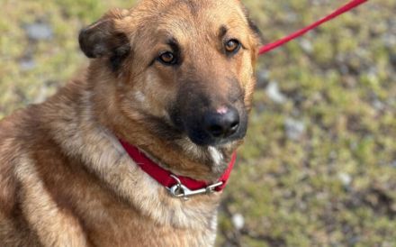 Wunderschöne Hündin Duna sucht ein liebevolles Zuhause