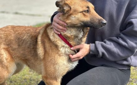 Wunderschöne Hündin Duna sucht ein liebevolles Zuhause