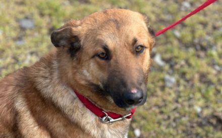 Wunderschöne Hündin Duna sucht ein liebevolles Zuhause