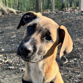 Dickie, geb. ca. 11/2025, lebt bei einer Familie in 46236 Bottrop