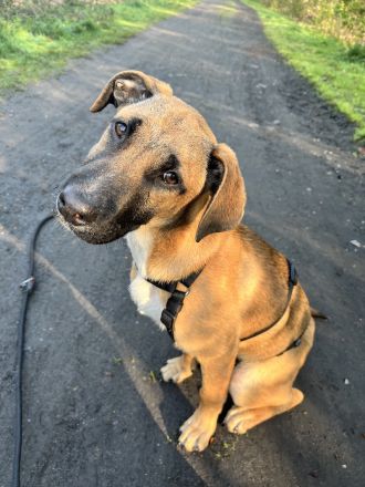 Dickie, geb. ca. 11/2025, lebt bei einer Familie in 46236 Bottrop