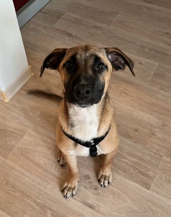 Dickie, geb. ca. 11/2025, lebt bei einer Familie in 46236 Bottrop