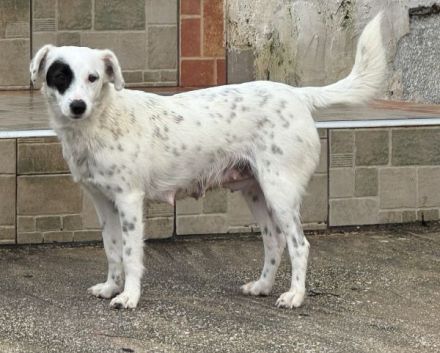 Meybel geb. ca. 02/2025, lebt in GRIECHENLAND, auf einer privaten Pflegestelle