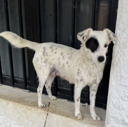 Meybel geb. ca. 02/2025, lebt in GRIECHENLAND, auf einer privaten Pflegestelle