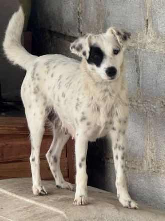 Meybel geb. ca. 02/2025, lebt in GRIECHENLAND, auf einer privaten Pflegestelle