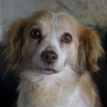 Milona, geb. ca. 10/2020, lebt in GRIECHENLAND, auf einer privaten Pflegestelle