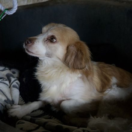 Milona, geb. ca. 10/2020, lebt in GRIECHENLAND, auf einer privaten Pflegestelle