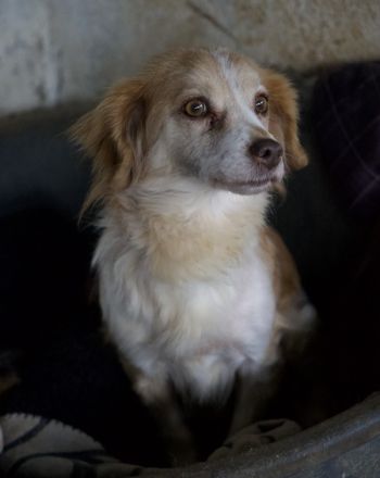 Milona, geb. ca. 10/2020, lebt in GRIECHENLAND, auf einer privaten Pflegestelle