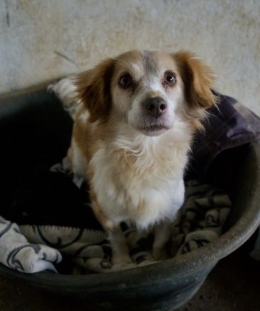 Milona, geb. ca. 10/2020, lebt in GRIECHENLAND, auf einer privaten Pflegestelle