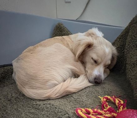 Hazel, geb. ca.02/2025, lebt in GRIECHENLAND, auf einer privaten Pflegestelle