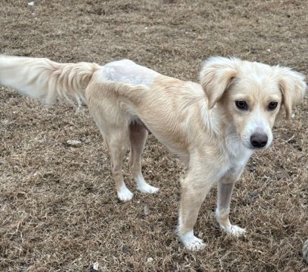 Hazel, geb. ca.02/2025, lebt in GRIECHENLAND, auf einer privaten Pflegestelle