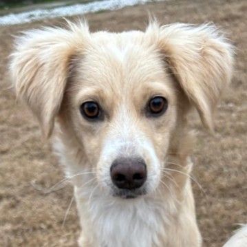 Hazel, geb. ca.02/2025, lebt in GRIECHENLAND, auf einer privaten Pflegestelle