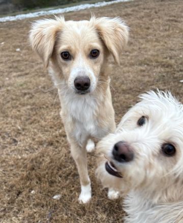 Hazel, geb. ca.02/2025, lebt in GRIECHENLAND, auf einer privaten Pflegestelle