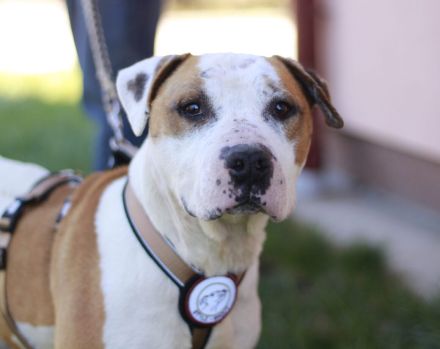 Yukon sucht ein Zuhause außerhalb von DE