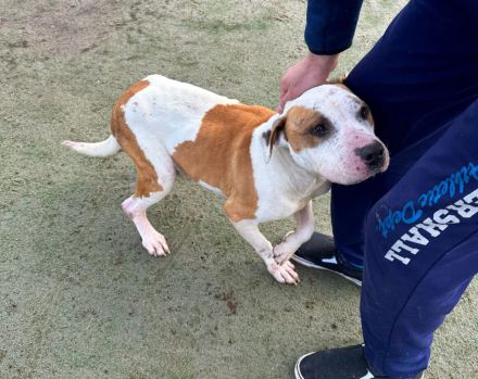 Yukon sucht ein Zuhause außerhalb von DE