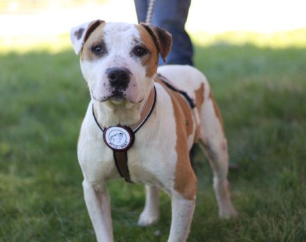 Yukon sucht ein Zuhause außerhalb von DE