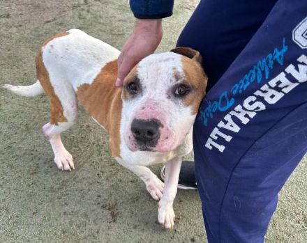 Yukon sucht ein Zuhause außerhalb von DE