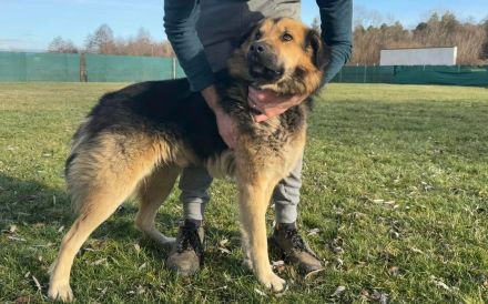 Loyaler Piky sucht seine Menschen