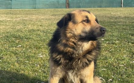 Loyaler Piky sucht seine Menschen