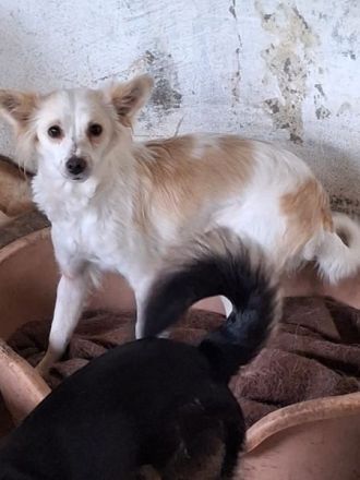 Isara, geb. ca. 07/2024, lebt in GRIECHENLAND, auf einer privaten Pflegestelle